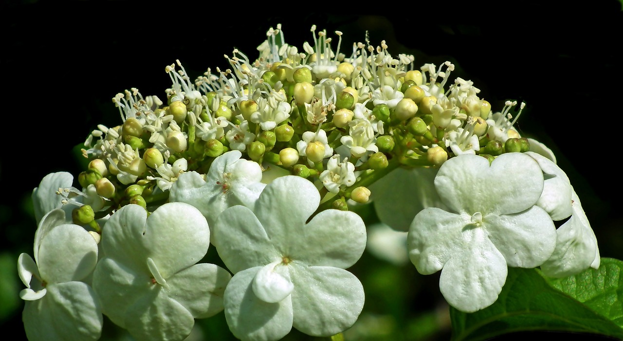 Planting and Growing Viburnum